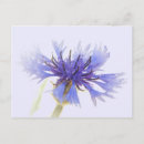 Zoek naar cornflower briefkaarten Blauw