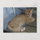 Zoek naar relax briefkaarten Katten