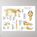 Recherche de foetus posters Anatomie