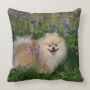 Recherche de spitz nain coussins Chien