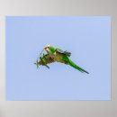 Recherche de perruches posters Animal