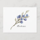 Recherche de illustration de fruit cartes postales Bleuets