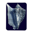 Zoek naar shells magneten Zeeschelpen