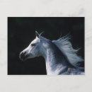 Recherche de tête de cheval cartes postales Équestre