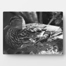 Recherche de poule plaques Pour tous