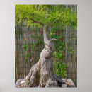 Zoek naar bonsai boom posters Tuinbouw
