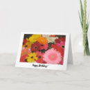 Recherche de marguerite de gerbera Fleurs colorées