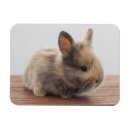 Recherche de lapin magnets Bois