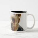 Recherche de yorkshire terrier tasses Mignon