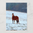 Recherche de chevaux neige cartes postales Animal