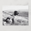 Recherche de cocker anglais cartes postales Dog