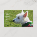 Recherche de chien westie cartes visite Montagne