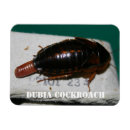 Zoek naar kakkerlakken magneten Cockroach