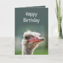 Recherche de autruche vœux cartes Humour