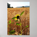 Zoek naar tarwe posters Natuur