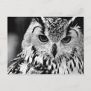 Recherche de eurasien cartes postales Oiseau