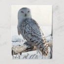 Recherche de snowy owl posters Bird