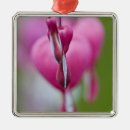 Recherche de macro ornements Rose