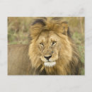 Recherche de masai mara cartes postales Panthera leo