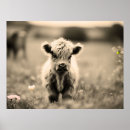 Recherche de vache écossaise posters Bébé