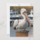 Zoek naar pelikaan briefkaarten Wild