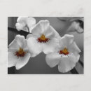 Recherche de orchidée noire cartes postales Jaune