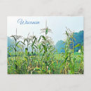 Recherche de midwest cartes postales Maïs