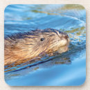 Recherche de écologique dessous de verres Faune