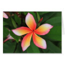 Recherche de fleur de frangipani Exotique