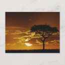 Recherche de acacia cartes postales Pittoresque