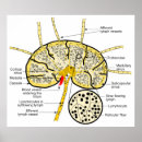 Recherche de lymphatique posters Système immunitaire