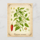 Recherche de cayenne posters Illustration