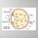 Recherche de oeil humain posters Anatomique