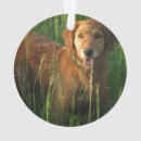 Zoek naar golden retriever kerstmis ornamenten Puppy