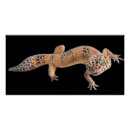 Recherche de geckos posters Drôle