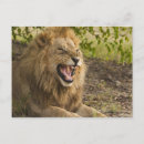 Recherche de okavango cartes postales Animal