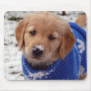 Recherche de chiot golden retriever tapis souris Chien