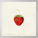 Recherche de fruit rouge posters Fruité