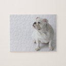 Recherche de chien blanc puzzles Nature