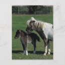 Recherche de jument cartes postales Cheval