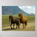 Recherche de poney islandais posters Cheval