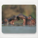 Recherche de gallos tapis souris Images gallo