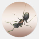 Recherche de entomologie autocollants Bogue