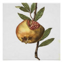 Zoek naar granaatappels posters Artistiek
