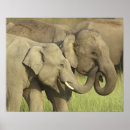 Zoek naar indische olifant posters India