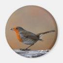 Zoek naar roodborstje magneten Vogel