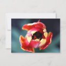 Recherche de de tulipe correspondances cartes Fleur