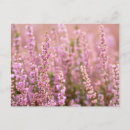 Recherche de heather cartes postales Angleterre