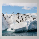 Recherche de le pingouin art Arctique