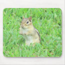 Recherche de tamia tapis souris Rongeur